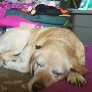 Meet your Posher, Lexi